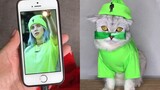 Billie Eilish Cat - Tik Tok Trend Cats Cosplay