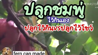 ปลูกชมพู่ที่บ้าน ปลูกไว้กิน😋 กับ ปลูกไว้โชว์🤤🐿ตอนกิ่งกระโดงสวยๆเอาไปปลูกที่สวนป่า