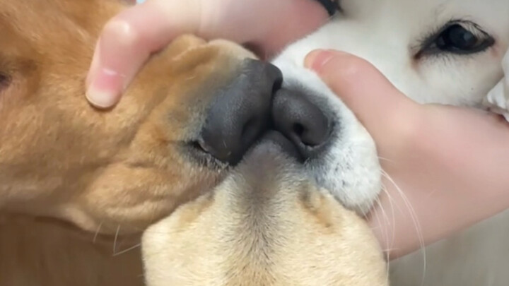 Teman baik anjing memaksa berbaikan…