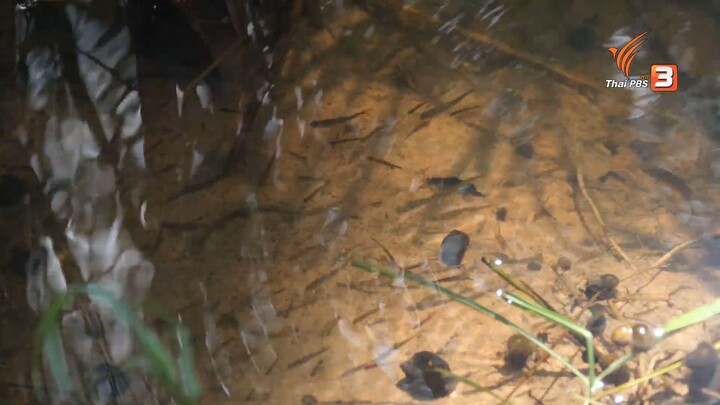ท้องนาหน้าฝน _ อ่านป่ากับหมอหม่อง ปี 2