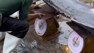 Apakah akurat menimbang benda pada tiga timbangan sekaligus?