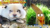Dương KC | Chíp Cute Phô Mai Que #2 | Bông Bé Bỏng Ham Ăn | funny cute smart dog pets | Thú Cưng TV