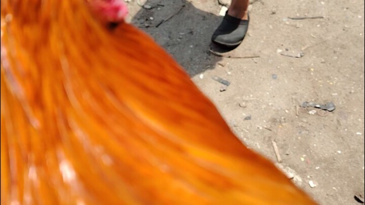 Unang bitaw ng palahi