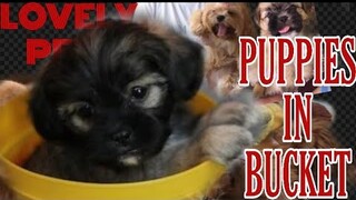 SHIH-TZU PUPPY  |  FREE   cute shih-tzu