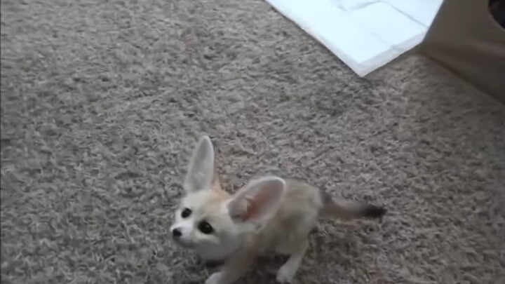 A foreign young man is carefully teaching a cute fennec fox pup to sit.