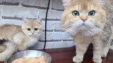 [Thú cưng] Mèo bố và mèo con nhường nhau ăn thịt
