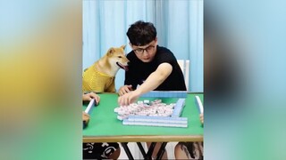 chó_cưng cúncon RapperTuTin ChaMeManhKhoeNhe BienHinhThatTich