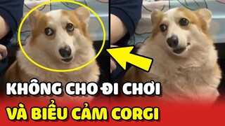Cười xỉu với ĐA DẠNG BIỂU CẢM của chú Corgi khi nghe Sen không cho ĐI CHƠI 😂 | Yêu Lu