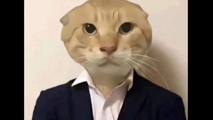 【Báo Hakieu】Khu yêu mèo triệt sản bằng tay, tái sinh Bạo Vương Kemi? Ma tu tan biến, Huyết mạch Haki