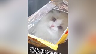 bóc một gói bim bim ❤️meocute yeumeo trending bimbim lovely