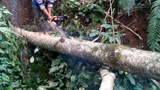 vidio belah. kayu.
