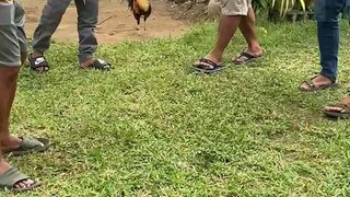 bitaw