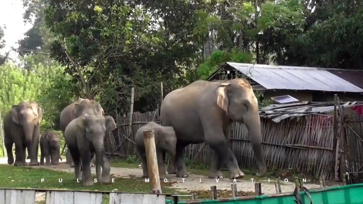 Elephant