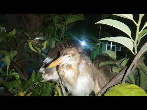 MALAM-MALAM NGASIH MAKAN BURUNG BELEKOK AUTO REBUTAN..!!!