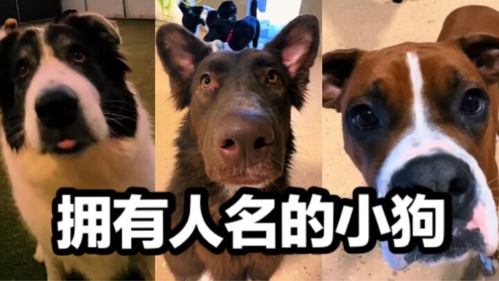 Dogs with human names in the daycare—see who shares a name with the pups!