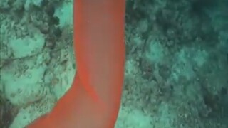 海洋中最神秘的塑胶袋看到你会想尝试钻进去吗神奇的火体虫