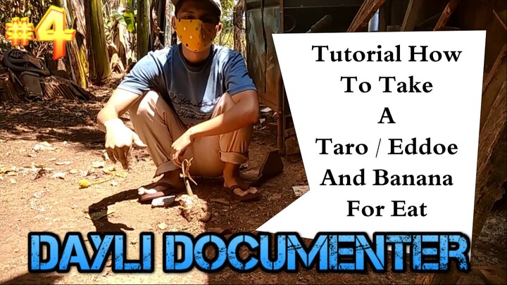 Video dokumentasi dan tutorial Panen Talas Taro dan pisang Kepok