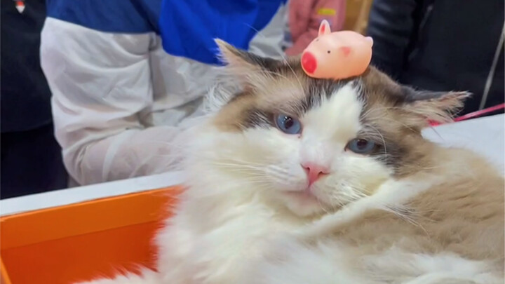 A cat cafe is a place full of hidden talents.