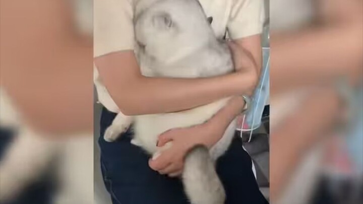 “Bạn gọi đó là mèo con à”
