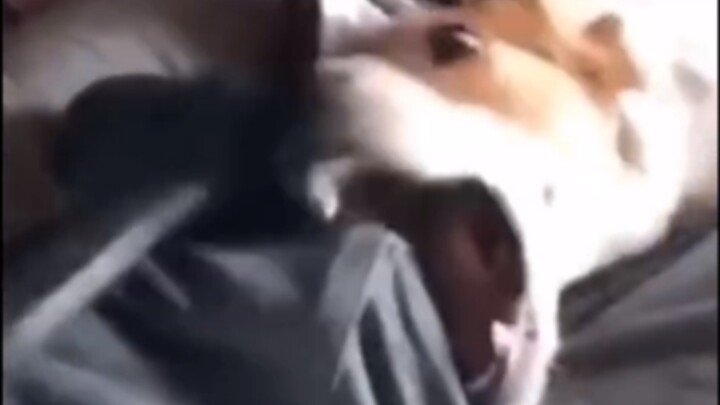 《汪汪队犯大错》