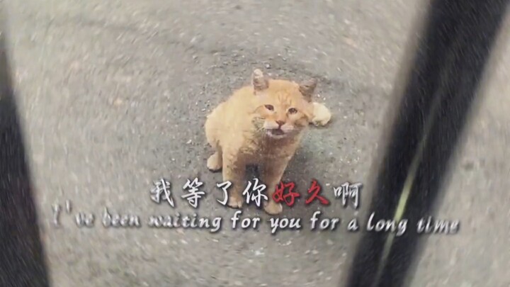 “The Three Pets That Break You the Most”