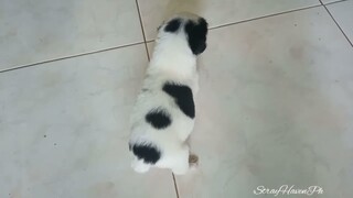 Round #puppy Lilo, Short Tail Boy