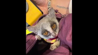 อยู่ดีดีก็โสด แต่อยู่โสดโสดก็ดี bushbaby ลิงจิ๋ว