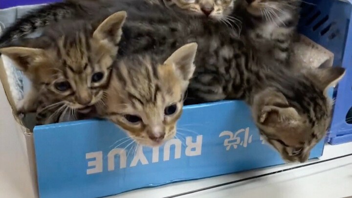 เจ้านาย: ถ้าลาไปแล้วจะไม่มีใครดูแลน้องแมวให้นะ!