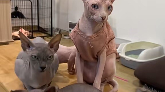 Cute # 这只猫好可爱
