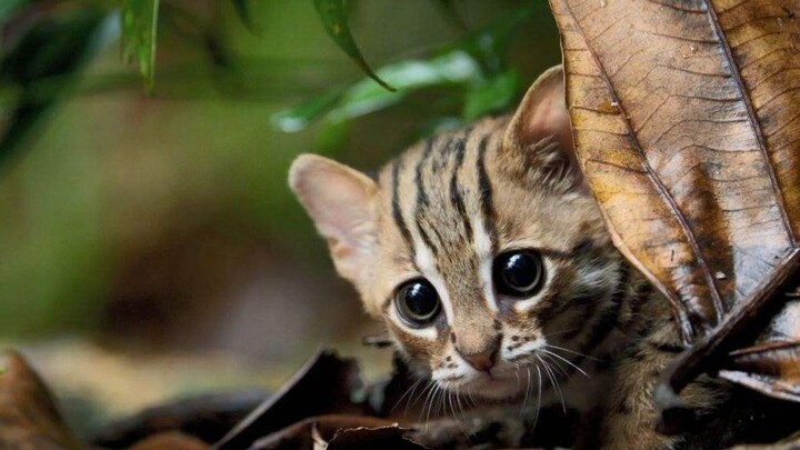 Kucing macan tutul berkarat yang imut tanpa menyadarinya, mengira ia hanya memandangmu dengan penuh 