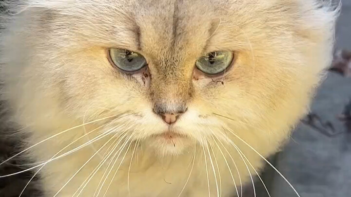 I ran into some super cute stray cats, and a few with rather fierce-looking expressions too!