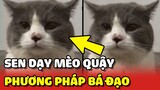 Phương pháp BÁ ĐẠO giúp Sen trị mèo QUẬY PHÁ không nghe lời 😂 | Yêu Lu