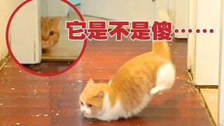 猫能有多神经病？地板拆了疯狂在地上摩擦