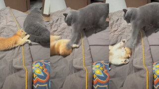 Yang paling bertanggung jawab adalah yang membersihkan kotoran! Kasihan anak kucing kecil, kepalanya