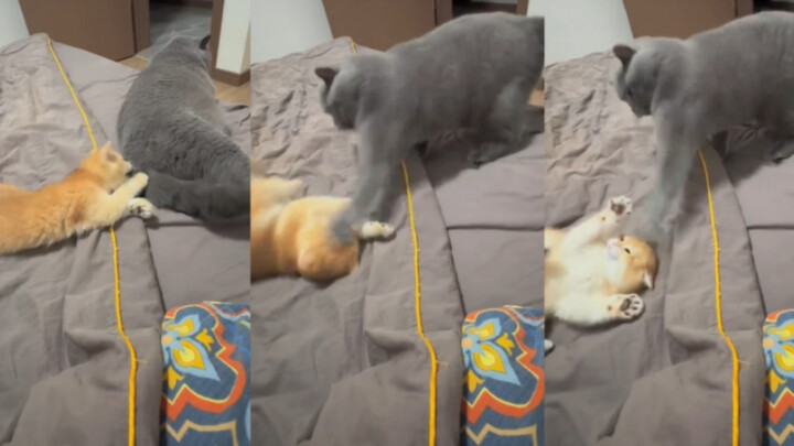 Yang paling bertanggung jawab adalah yang membersihkan kotoran! Kasihan anak kucing kecil, kepalanya