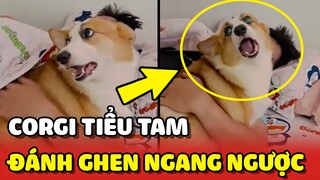 Màn "ĐÁNH GHEN" ngang ngược từ chiếc Corgi TIỂU TAM với cô Sen 😂 | Yêu Lu