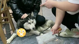 [Động vật]Hình phạt đặc biệt dành cho Husky
