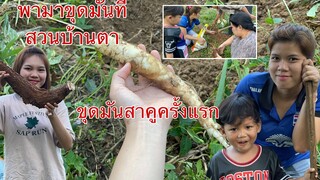 พามาขุดมันที่สวนบ้านตาได้กลับบ้านเป็นกระสอบ มัน5นาทีมันสาคู❤️