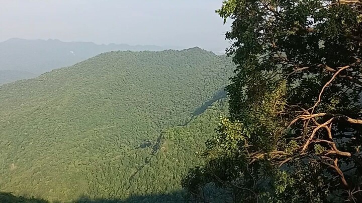 morning view jungle #morning #shorts #vlog #viral #trending #viralshort