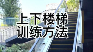 狗狗上下楼梯训练教程 不做刘畊宏女孩 做毛孩子的女孩 一起锻炼吧