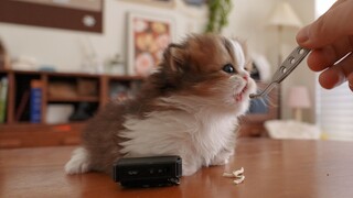 Khi mèo con bú sữa lần đầu tiên ăn ức gà, cắn tay tôi làm gì chứ!!!