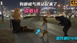 这熊把狗气得都站起来 说脏话了【恶作剧249】