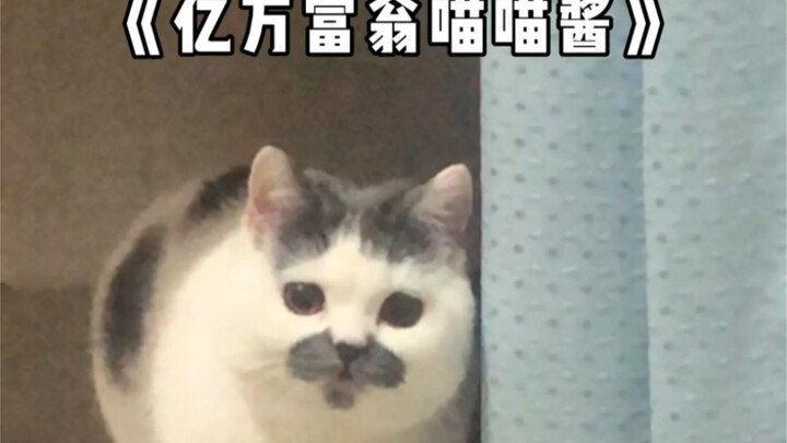 ยุคนี้แม้แต่แมวหัวล้านก็ยังมาวาดฝันแล้ว