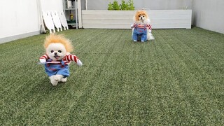 Happy Halloween! Doggos transformed into Chucky