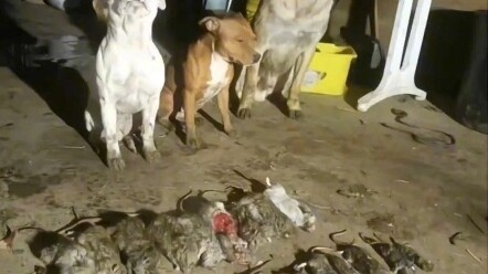 ดูแล้วก็รู้เลยว่ามือใหม่ซื้อเยอะที่สุด!