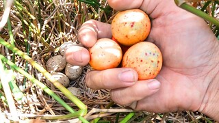 Đi Tìm Tổ Chim Bắt Được Chim Quý và Thứ Này - 7 Ân