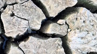 露个脚丫子出来的甲鱼