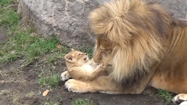 The male lion cuddles his beloved cub close; the little lion even compares how it feels to be in its