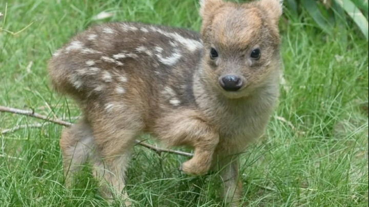 Pudu deer: Even the smallest deer knows "self-defense techniques for women"!