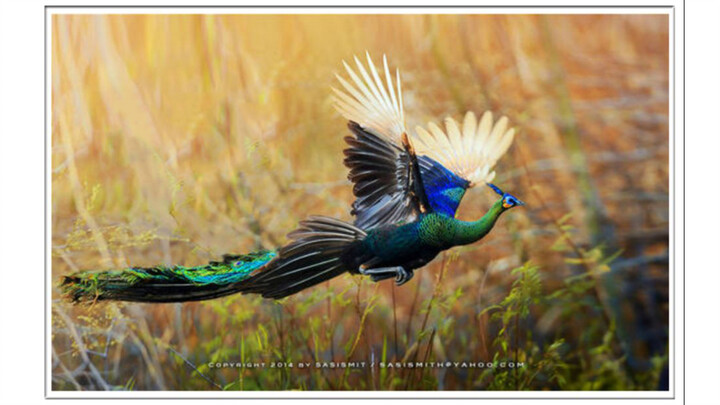 [Chim công xanh] Trung Quốc chỉ còn khoảng 300 con chim công xanh